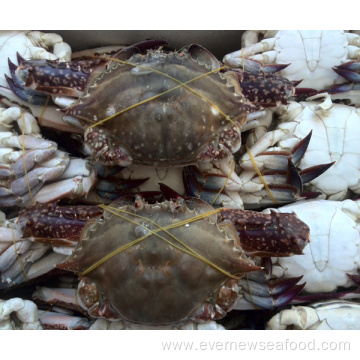 Cheap price factory whole frozen blue swimming crab for sale